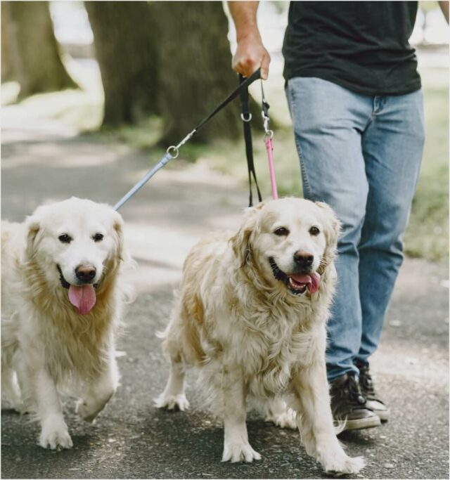 Walking - Image 2